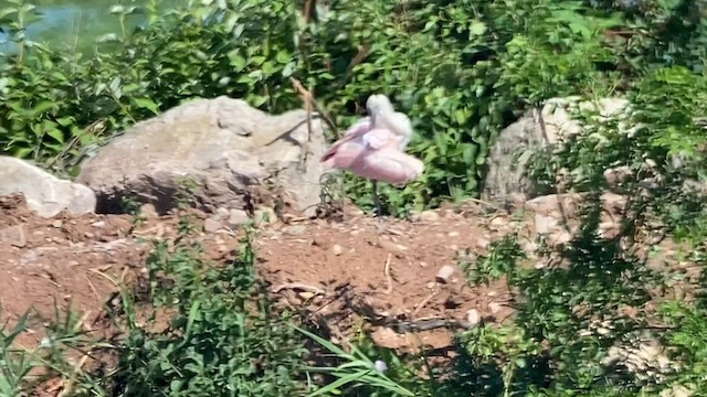 Roseate Spoonbill - ML598520651