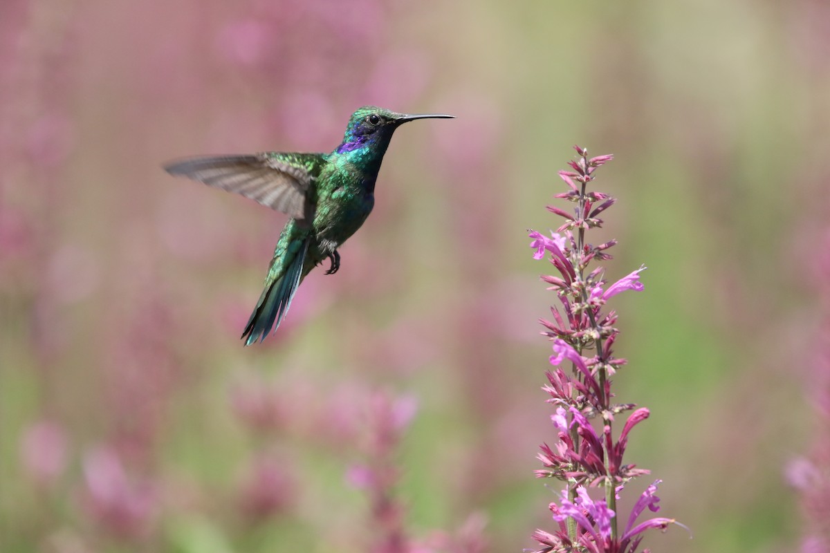 Mexican Violetear - ML598520901