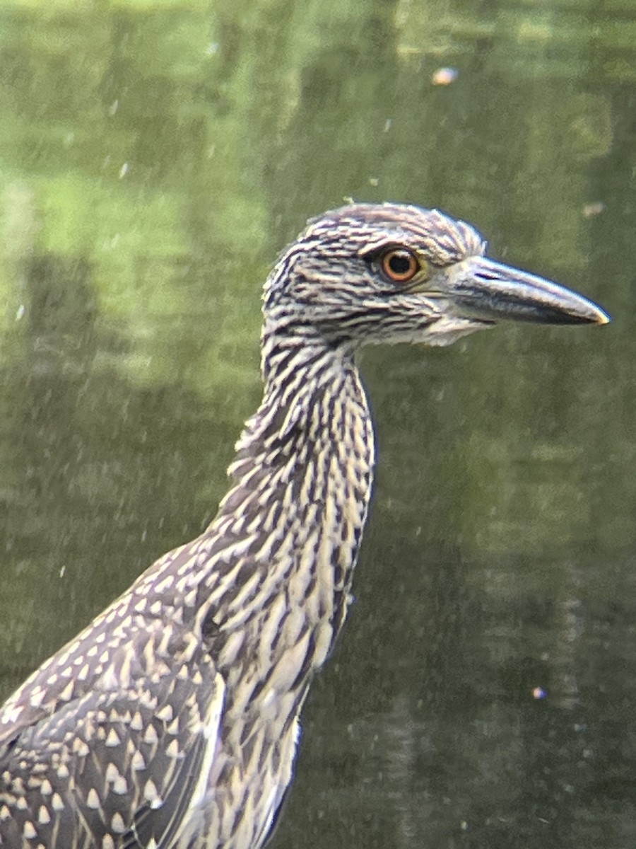 Yellow-crowned Night Heron - ML598523351