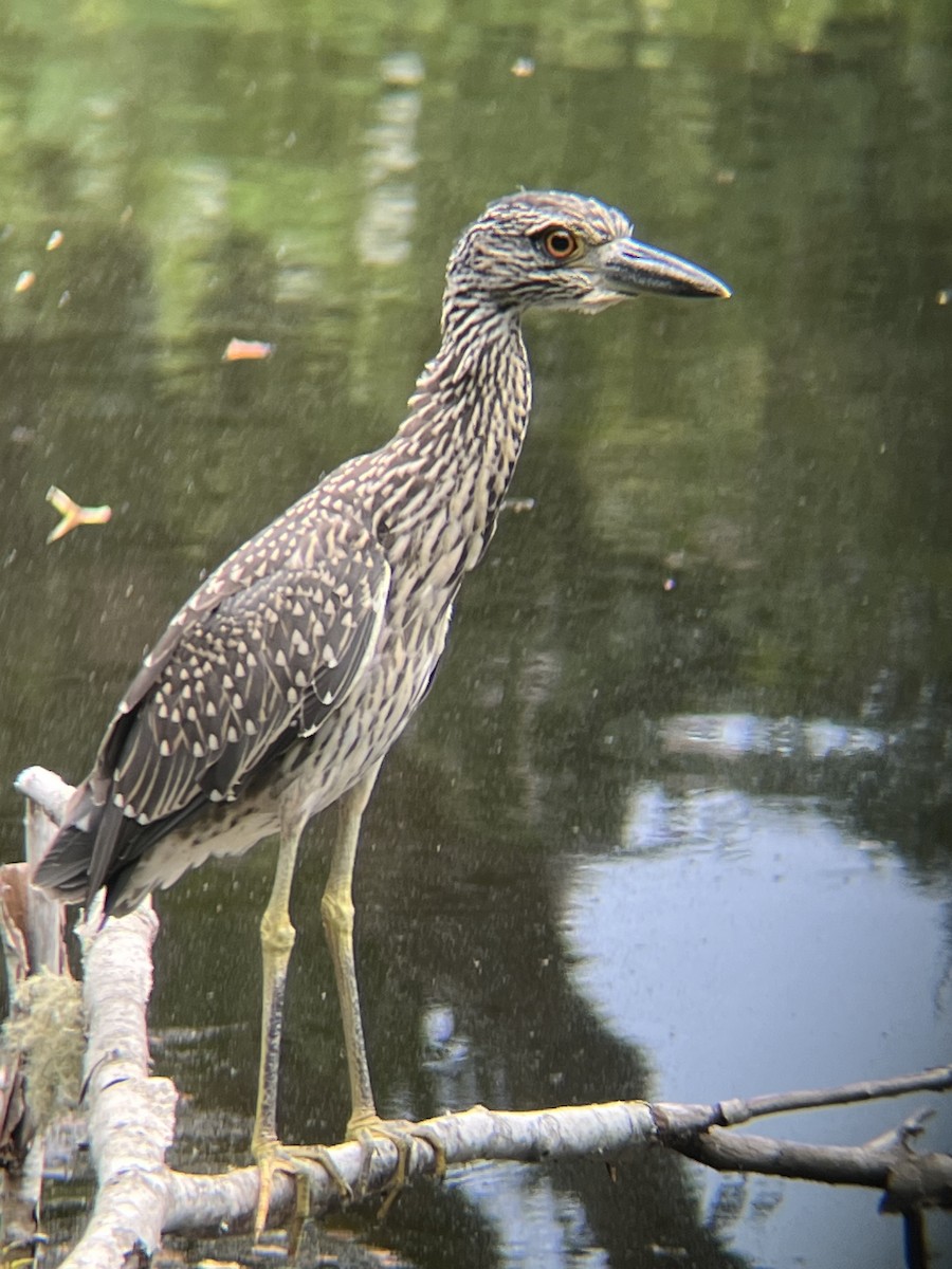 Yellow-crowned Night Heron - ML598523361