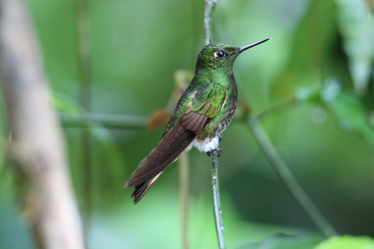 Buff-tailed Coronet - ML598524491