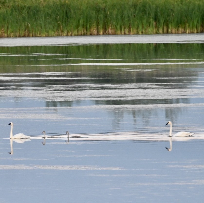 Trumpeter Swan - ML598524621