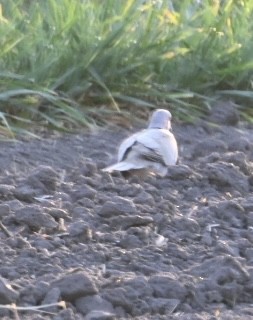 Eurasian Collared-Dove - ML598524841