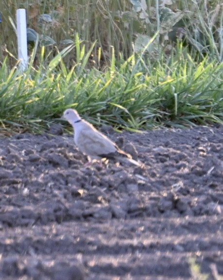 Eurasian Collared-Dove - ML598524851