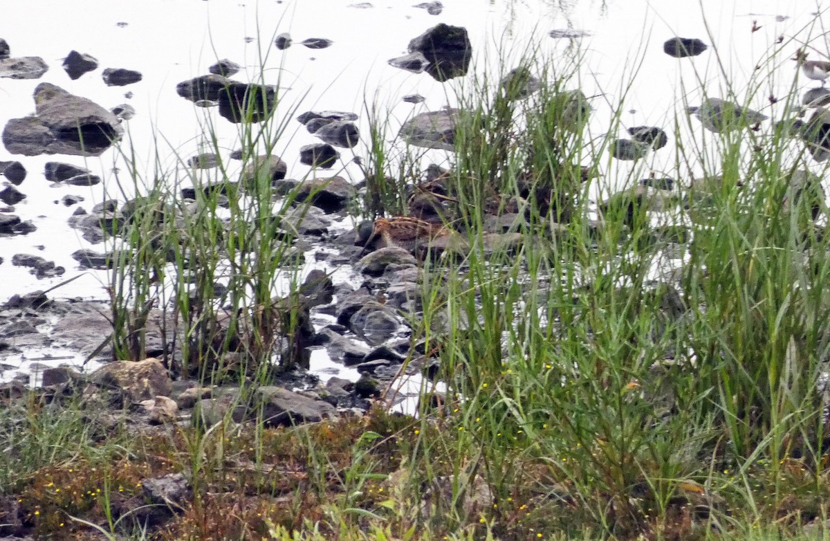 Common Snipe - ML598524881