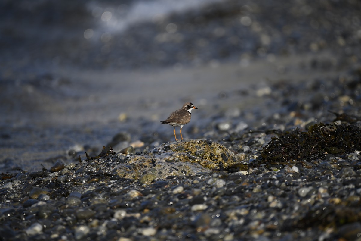 Semipalmated Plover - ML598526111