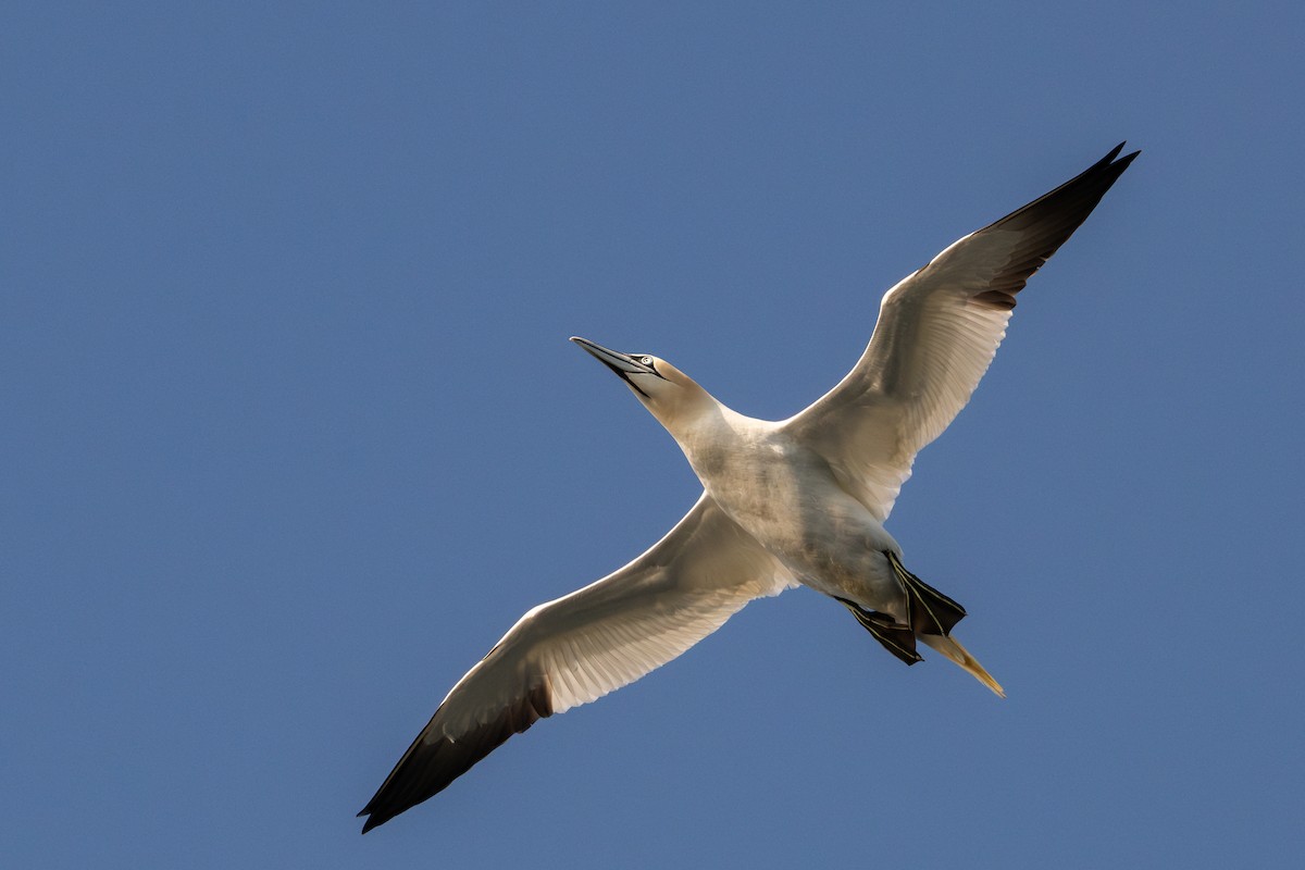 Northern Gannet - Graham Gerdeman