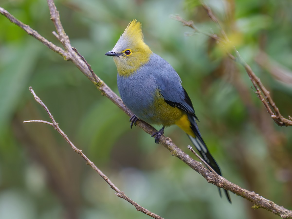 Long-tailed Silky-flycatcher