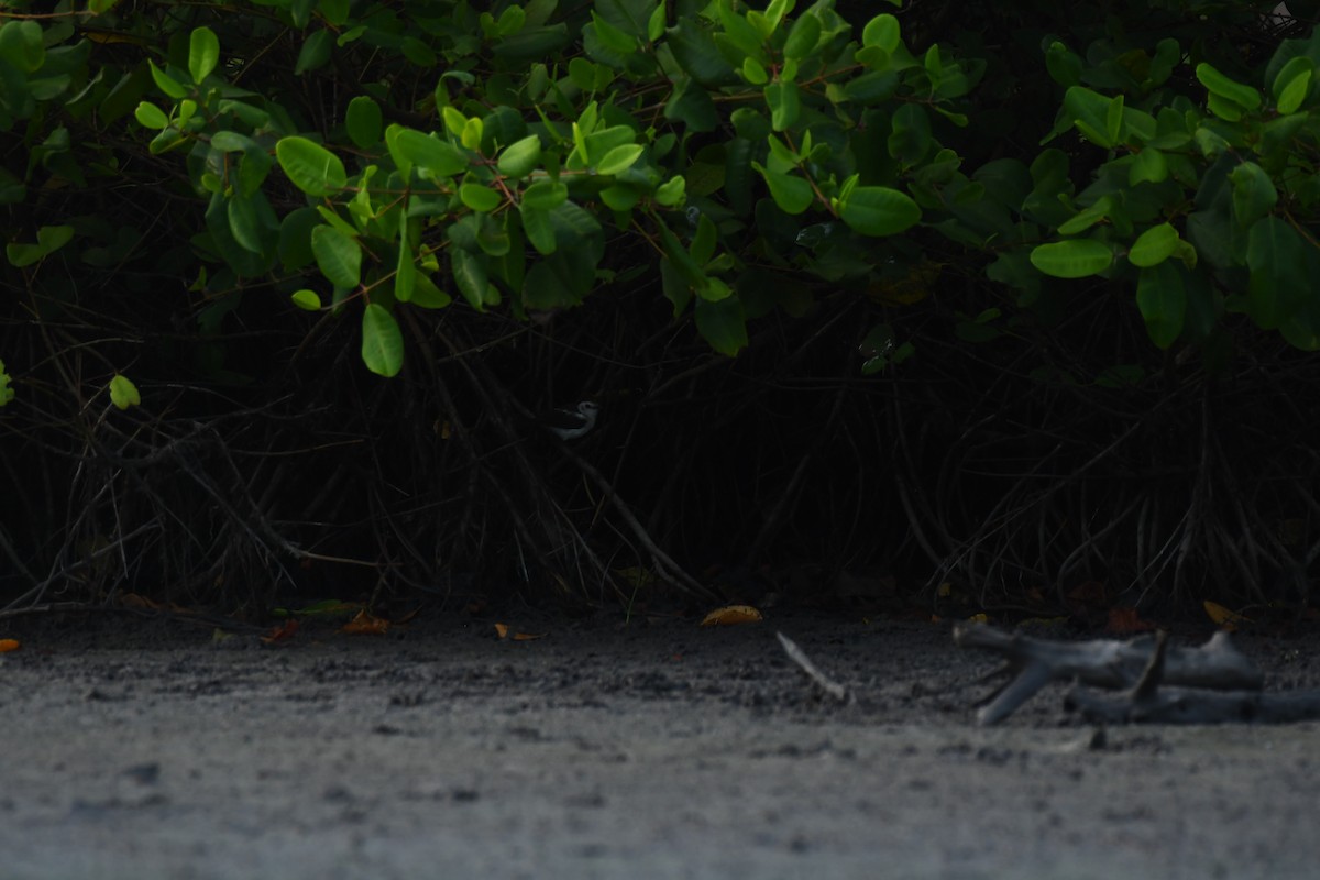 Pied Water-Tyrant - ML598528091