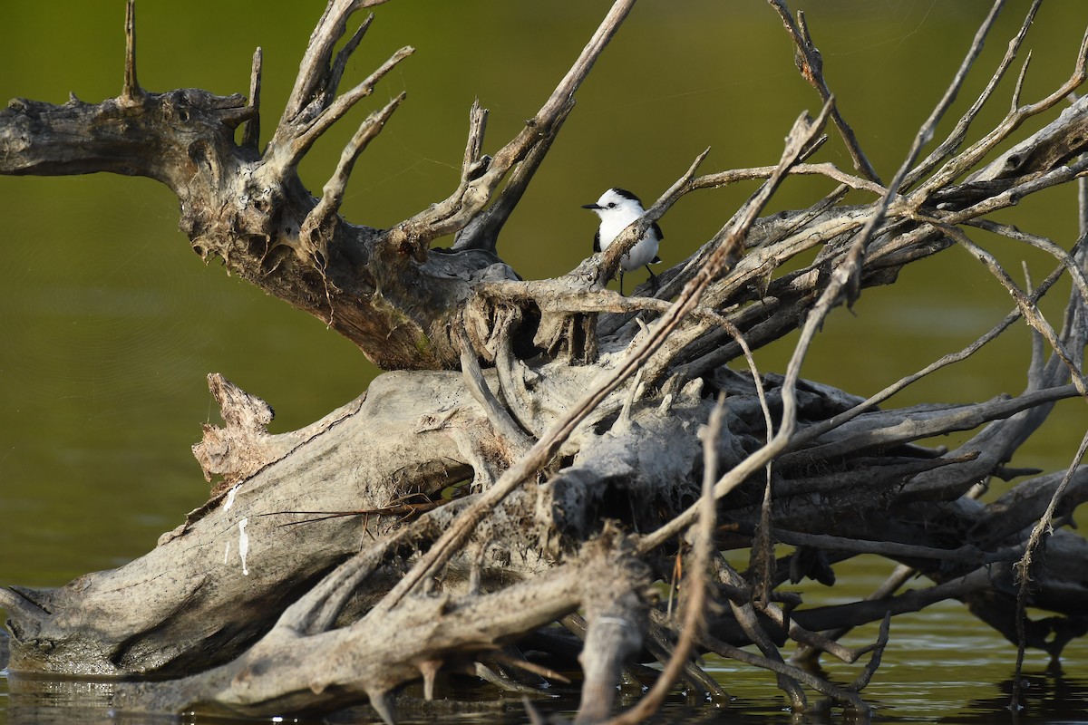 Pied Water-Tyrant - Robert Biermann