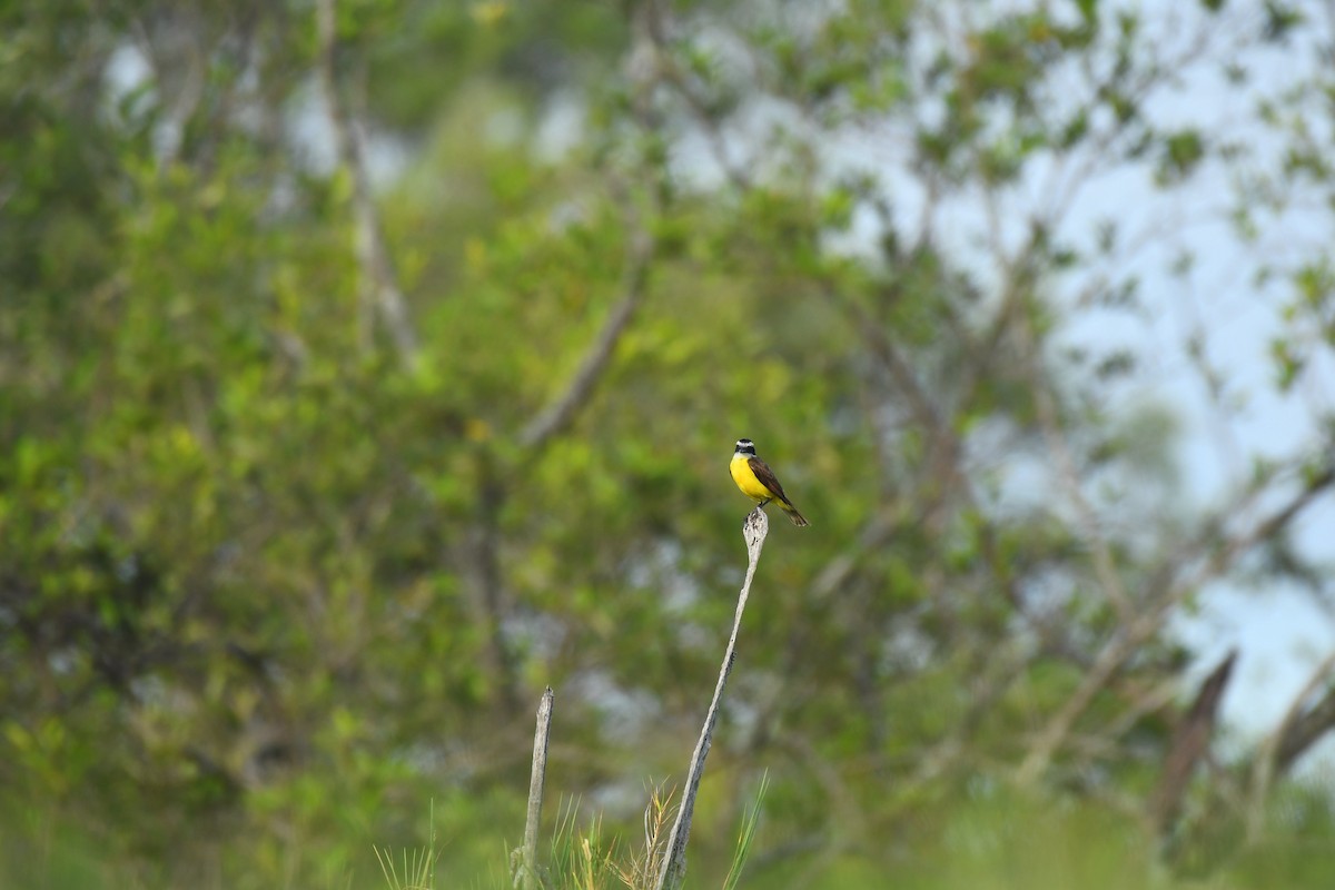 Bienteveo Común - ML598528141