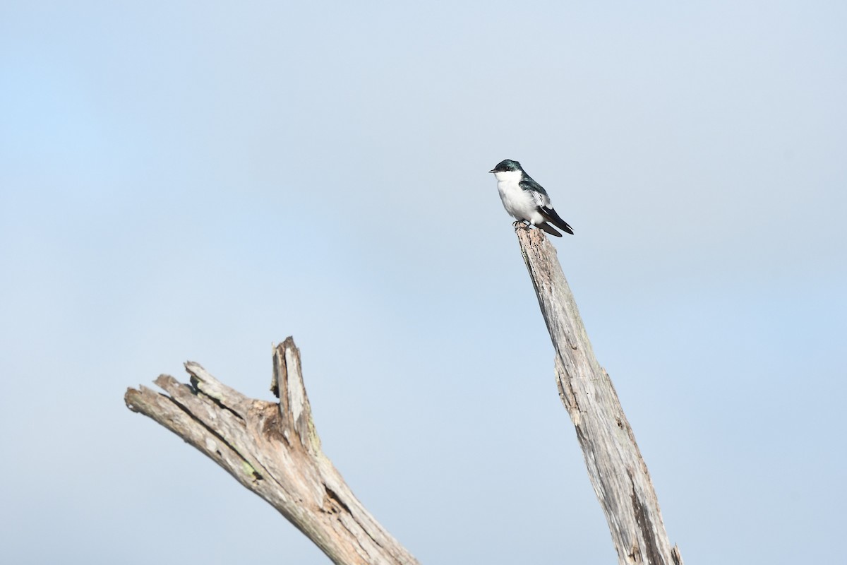 Hirondelle à ailes blanches - ML598528281