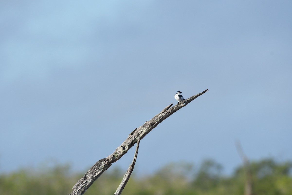 Hirondelle à ailes blanches - ML598528291