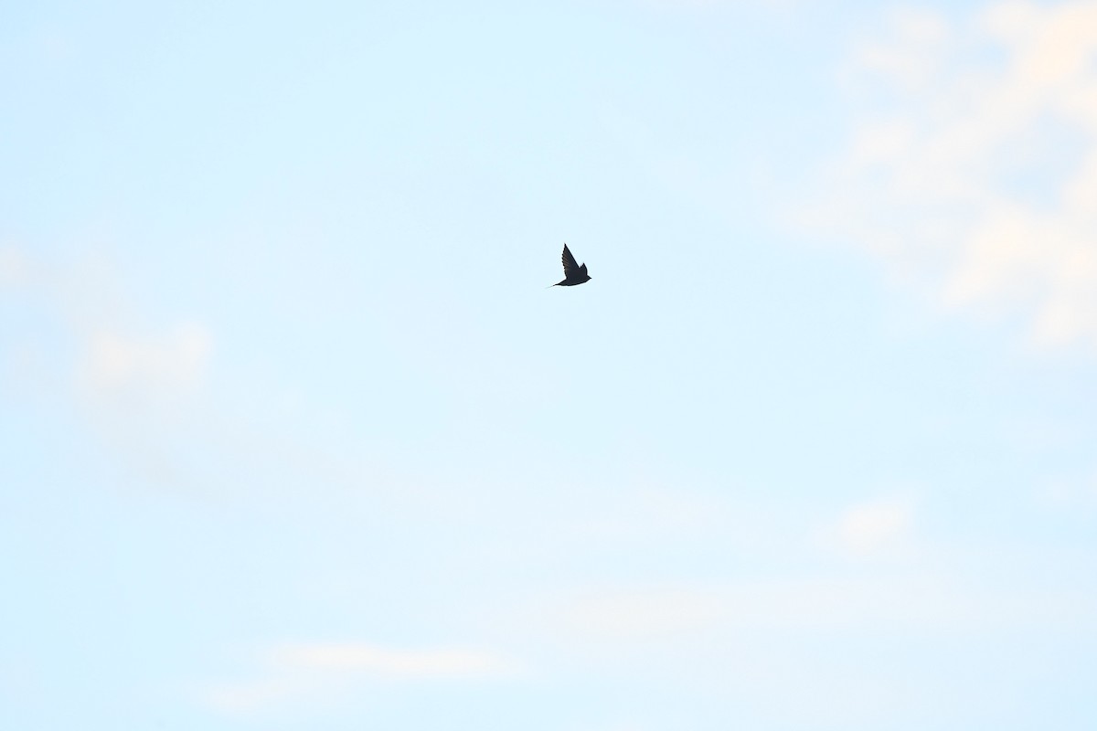 swallow sp. - Robert Biermann