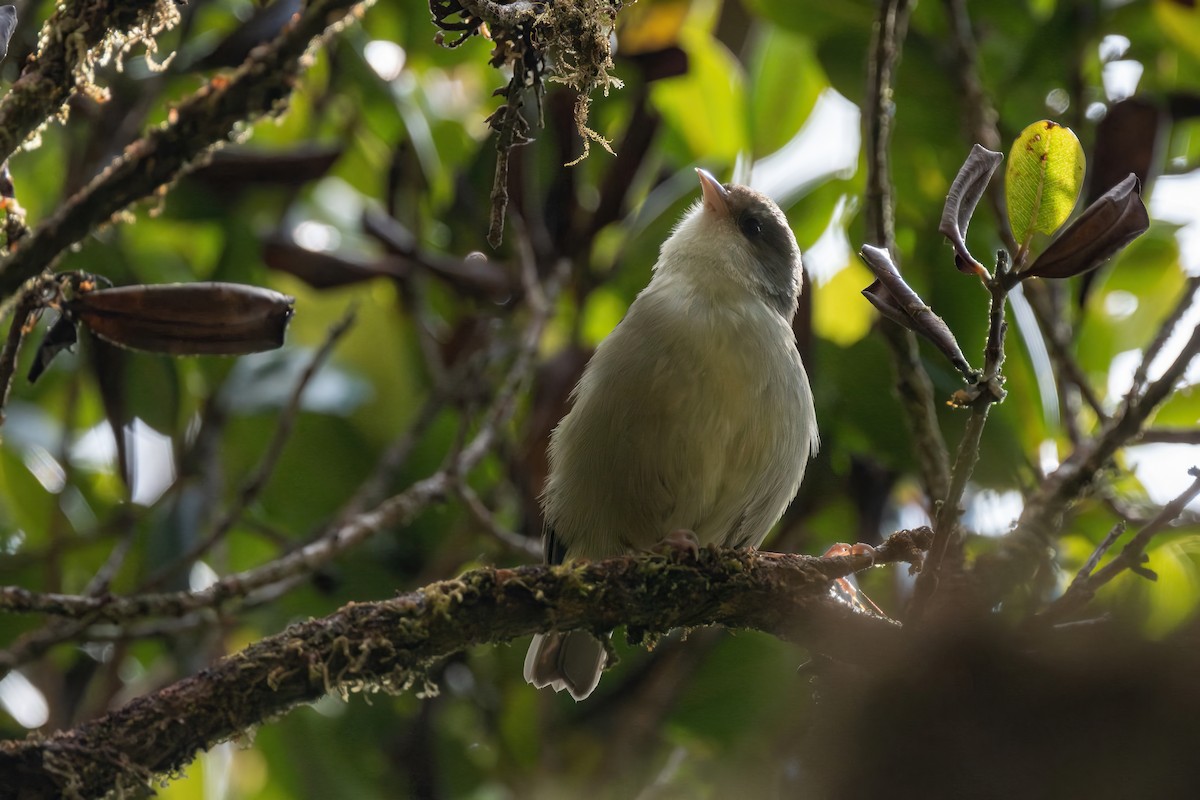 Akikiki de Kauai - ML598528411