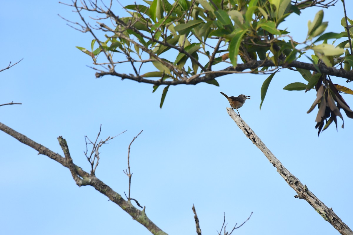 House Wren - Robert Biermann