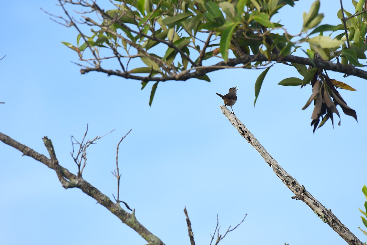 House Wren - Robert Biermann