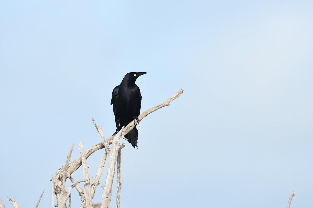 Carib Grackle - Robert Biermann