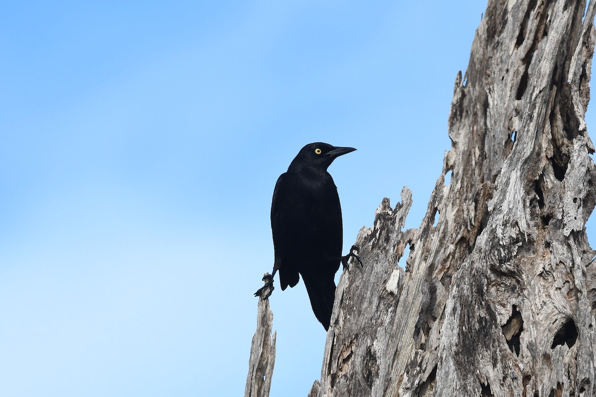 Carib Grackle - Robert Biermann