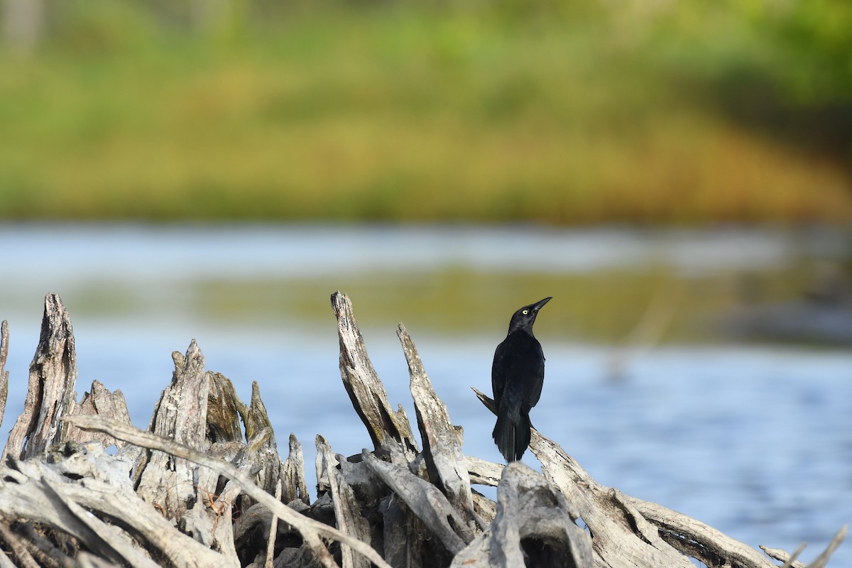 Carib Grackle - ML598528881