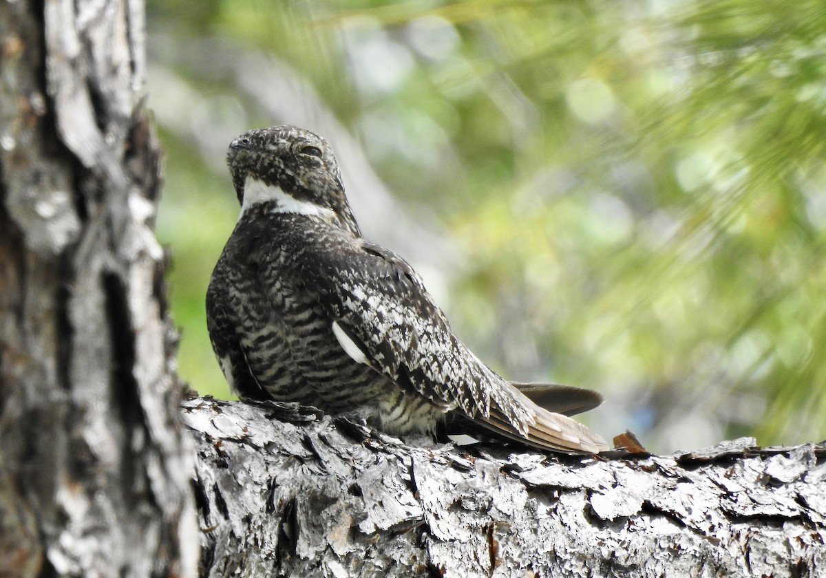 Common Nighthawk - ML598529601