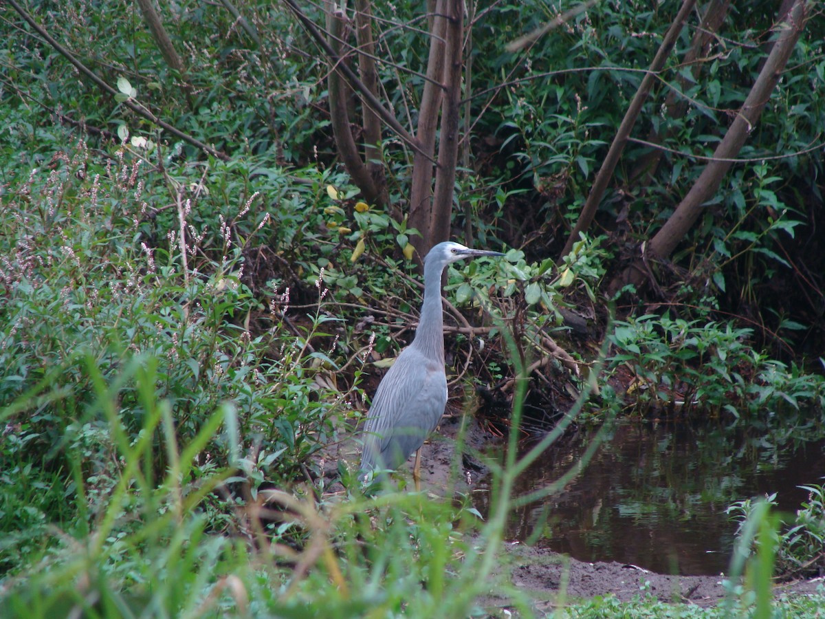 White-faced Heron - ML598529721