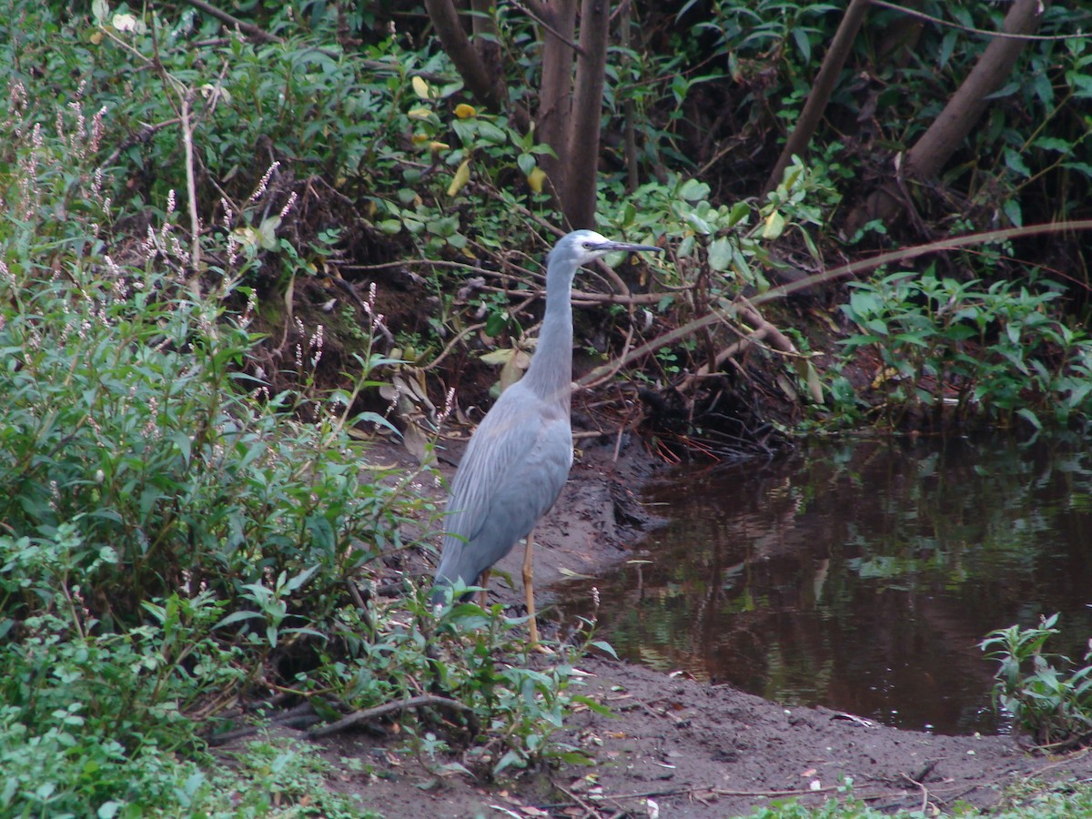 White-faced Heron - ML598529731
