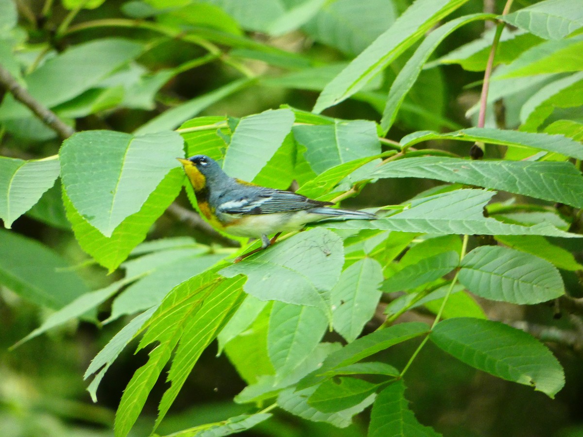 Paruline à collier - ML598530011