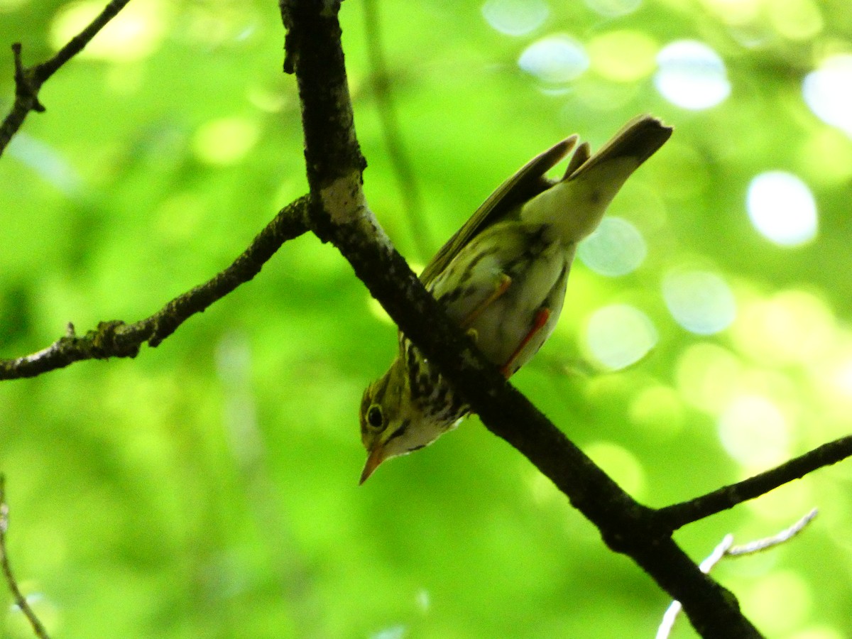 Ovenbird - Marieta Manolova