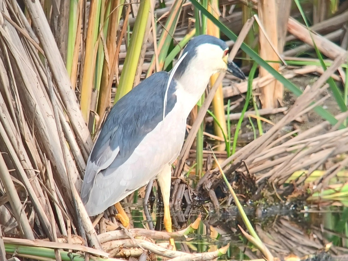 Black-crowned Night Heron - ML598530401