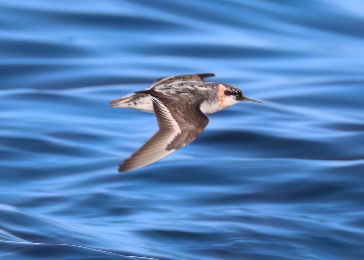 Red-necked Phalarope - Charlotte Byers