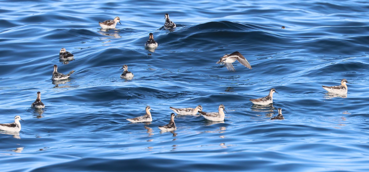 Red-necked Phalarope - ML598531241