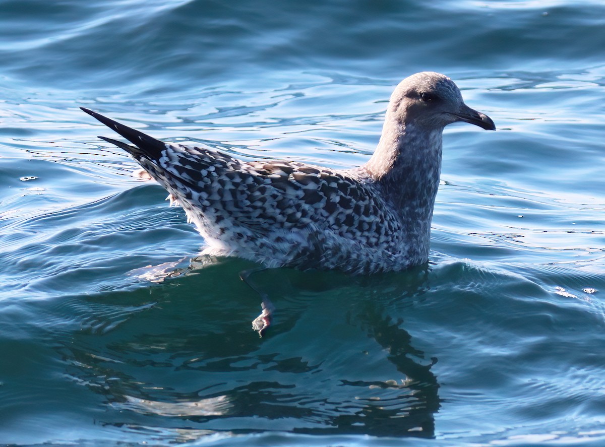 Gaviota Californiana - ML598531261