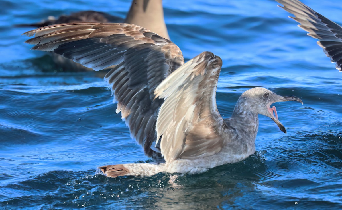 Gaviota Californiana - ML598531271