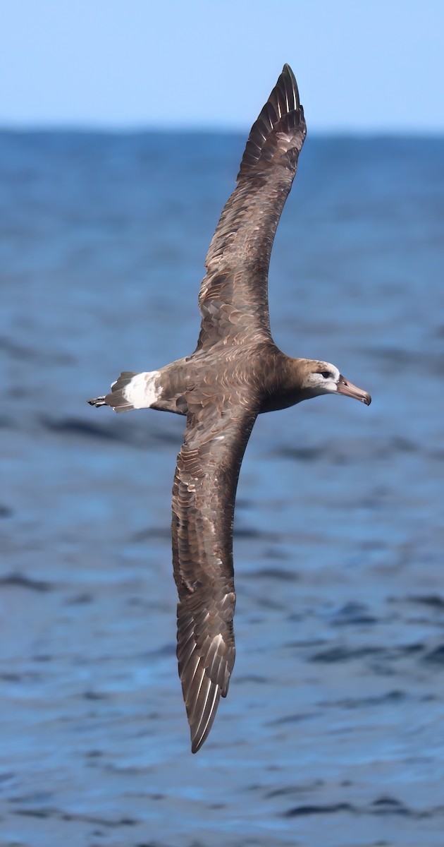 albatros černonohý - ML598531301