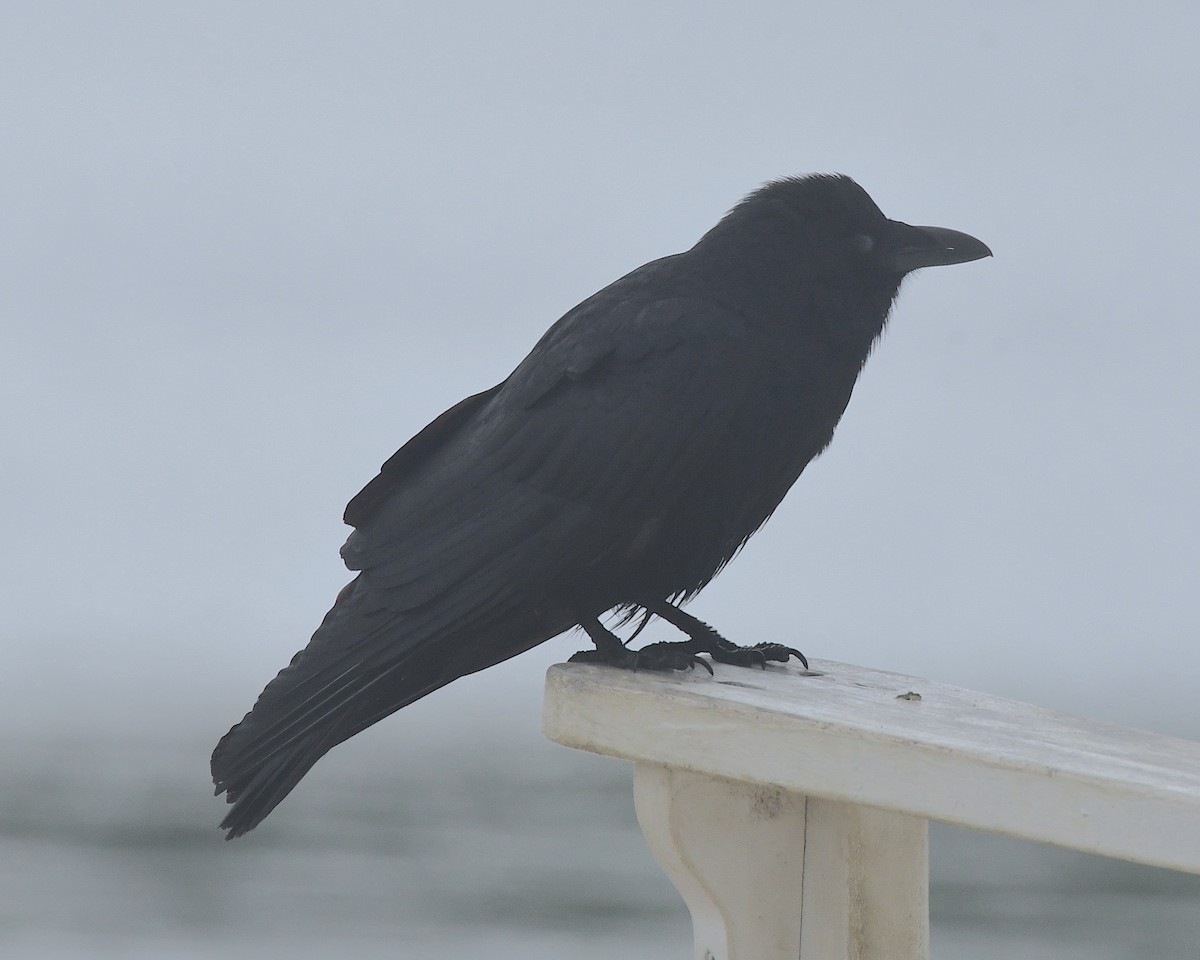 American Crow - ML598532501