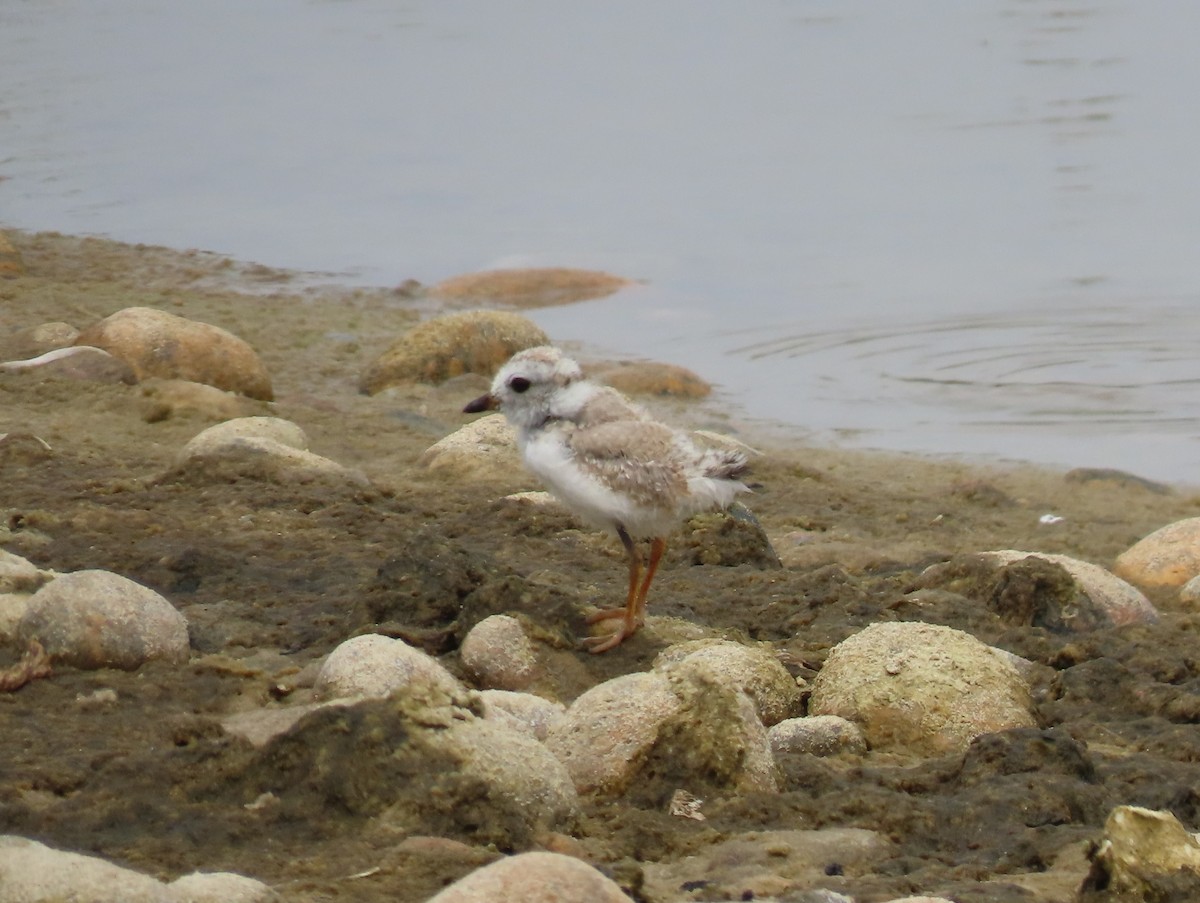 Piping Plover - ML598533111