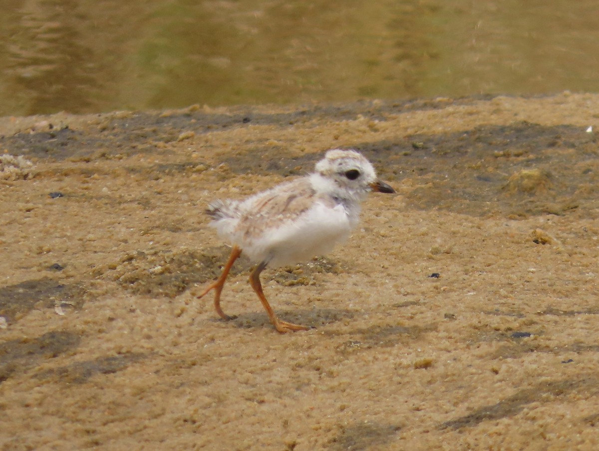 Piping Plover - ML598533121