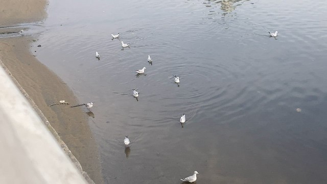 Brown-hooded Gull - ML598533141