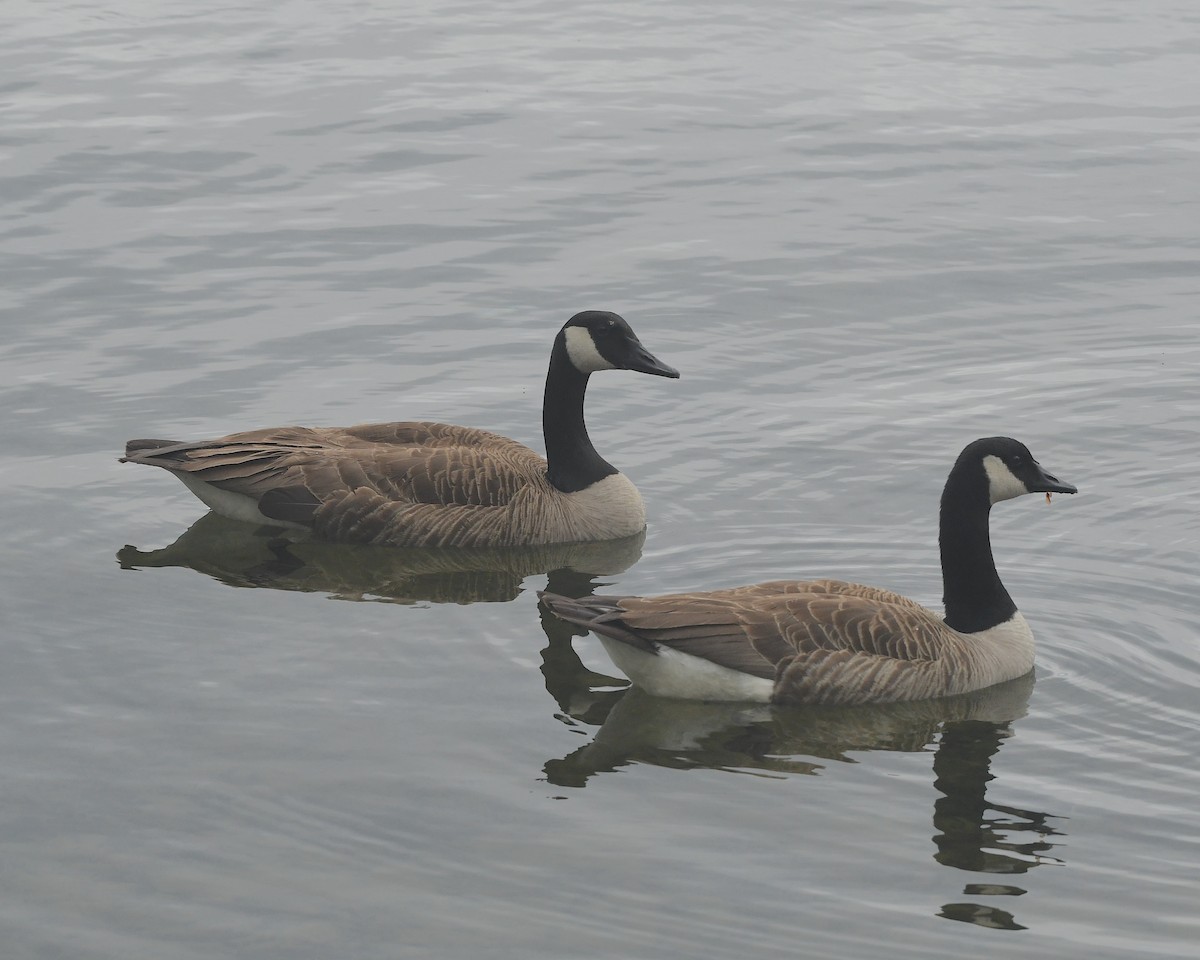 Canada Goose - ML598533431