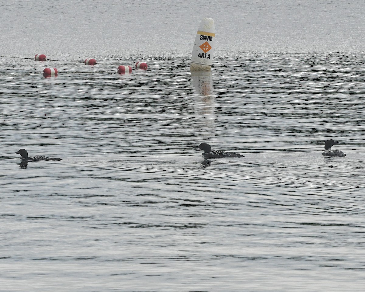 Common Loon - ML598534171