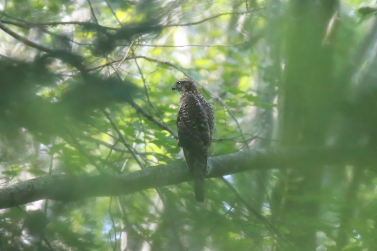 American Goshawk - Jeffrey Timmer