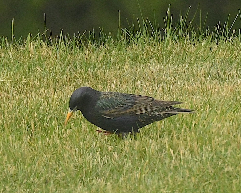 European Starling - ML598535071