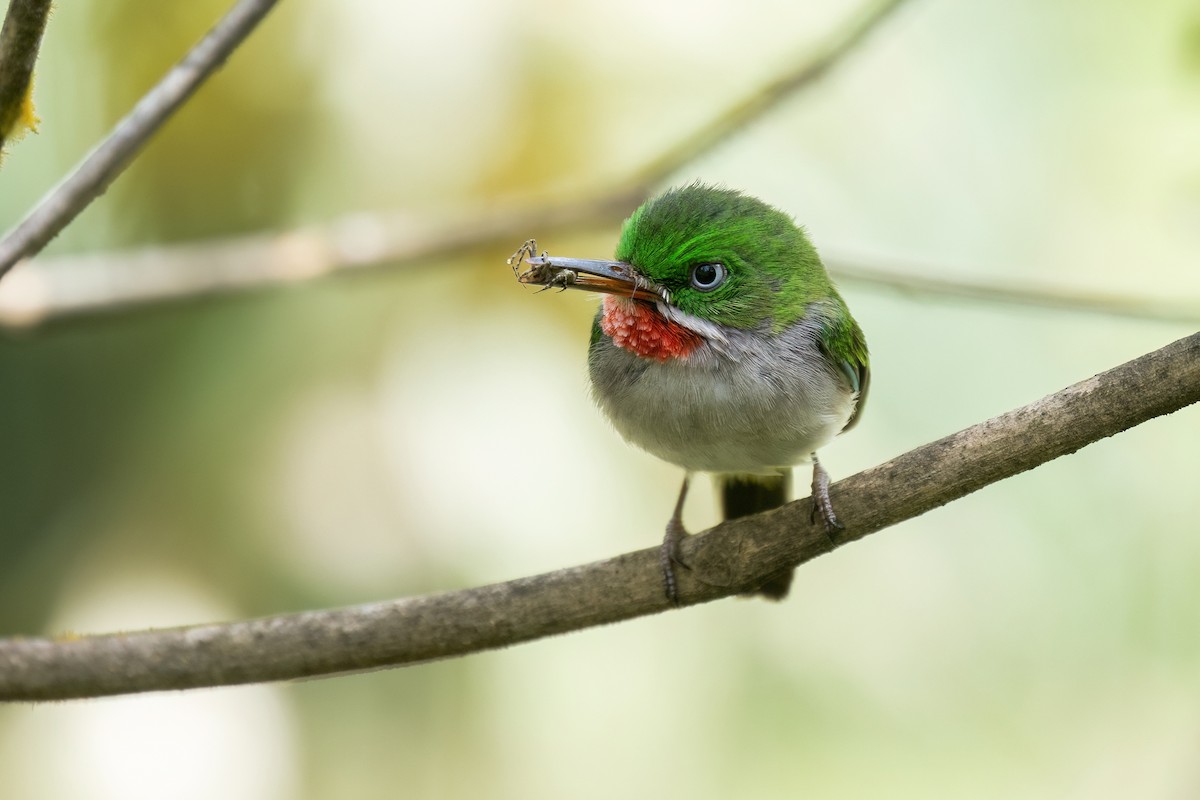 Narrow-billed Tody - ML598535651