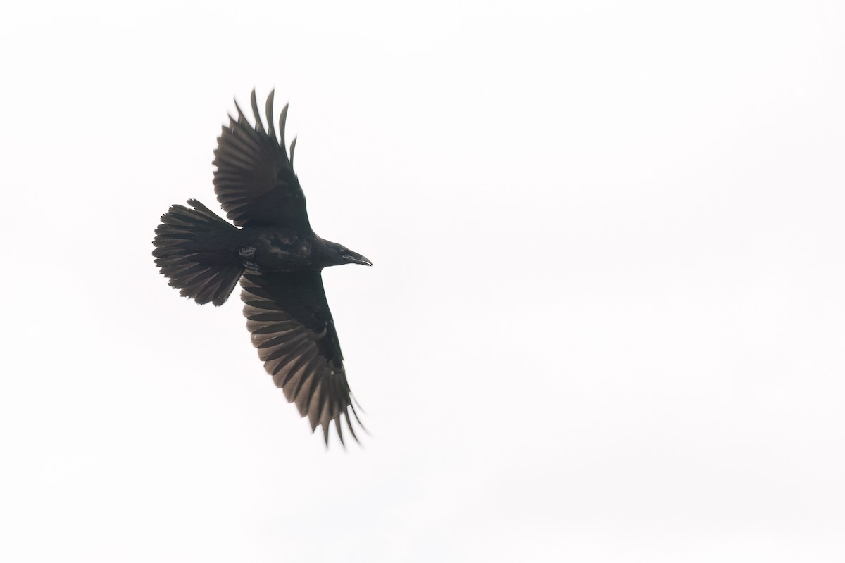 Common Raven - Graham Gerdeman