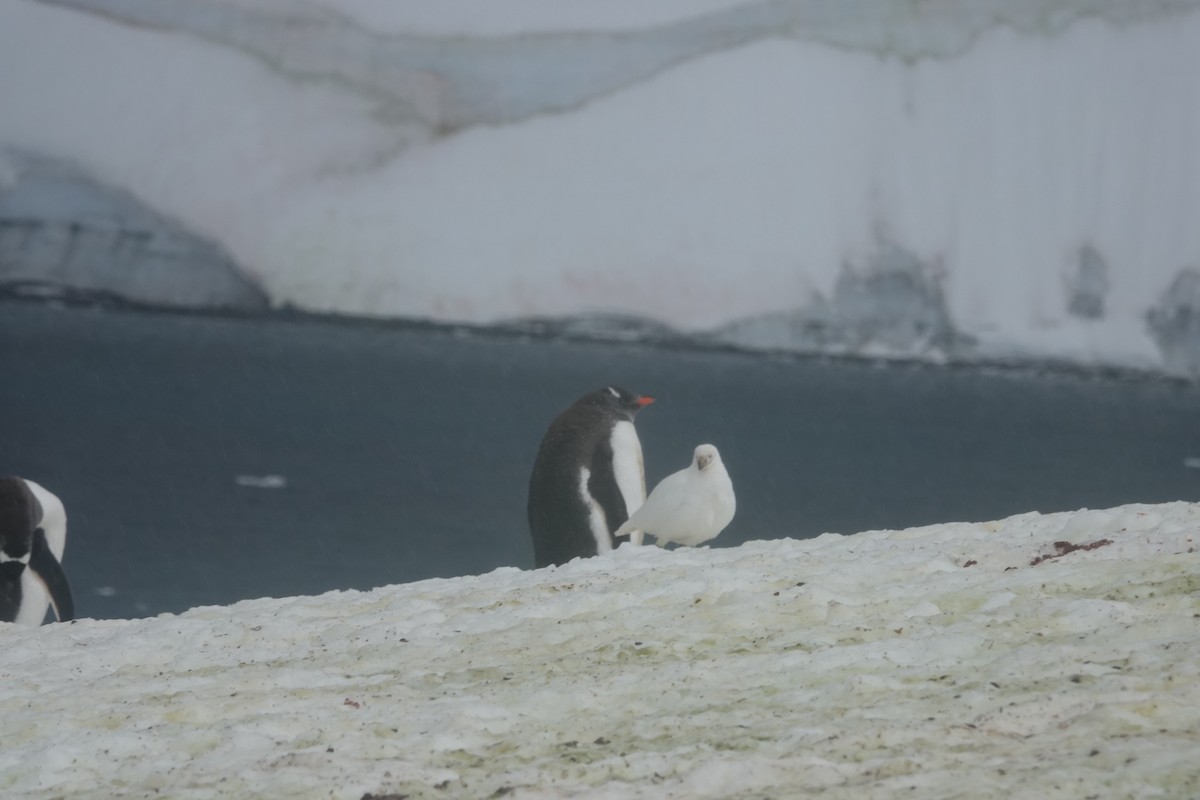 Gentoo Penguin - ML598537001