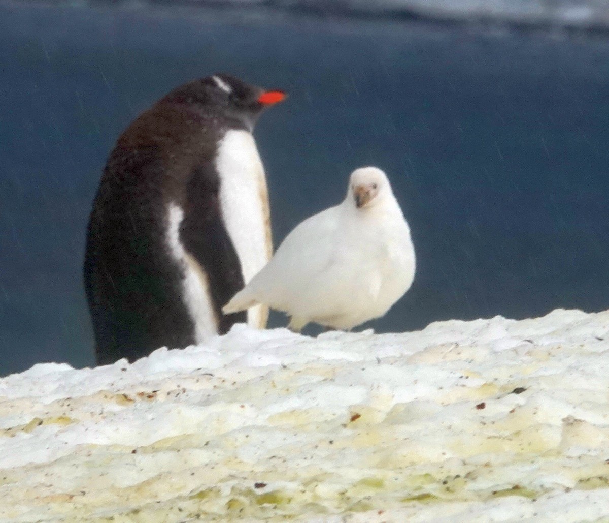 Snowy Sheathbill - ML598537171