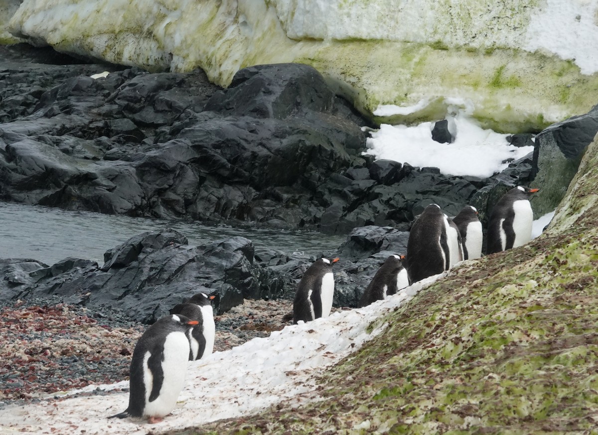 Gentoo Penguin - ML598537871