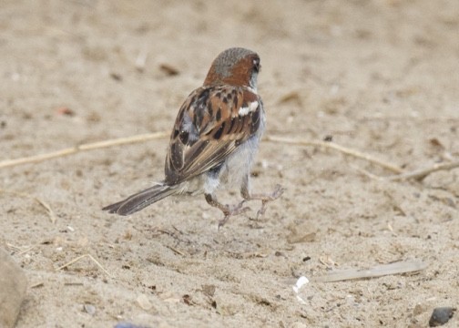 Moineau domestique - ML598538401