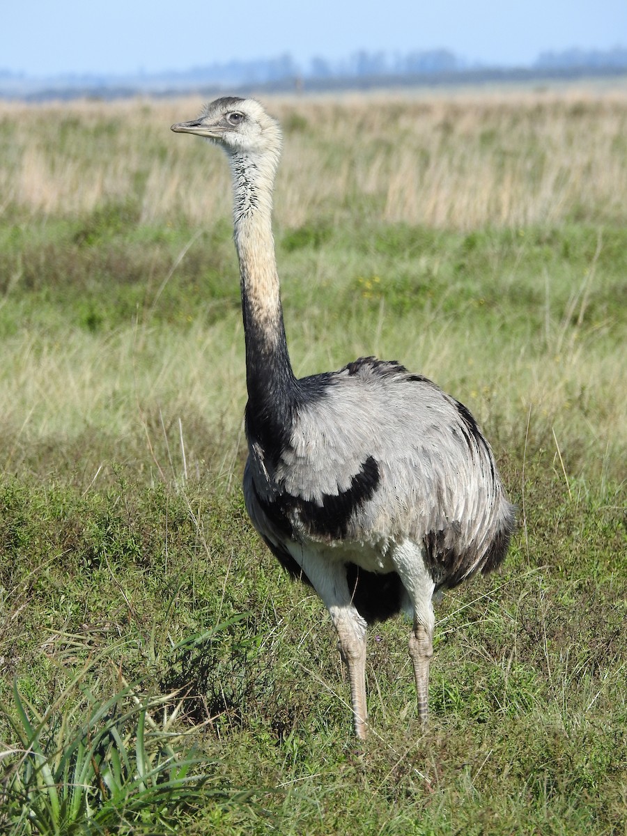 Greater Rhea - ML598539861